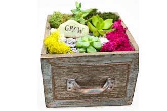 Plant Nite: Succulent Terrarium in Square Wooden Drawer